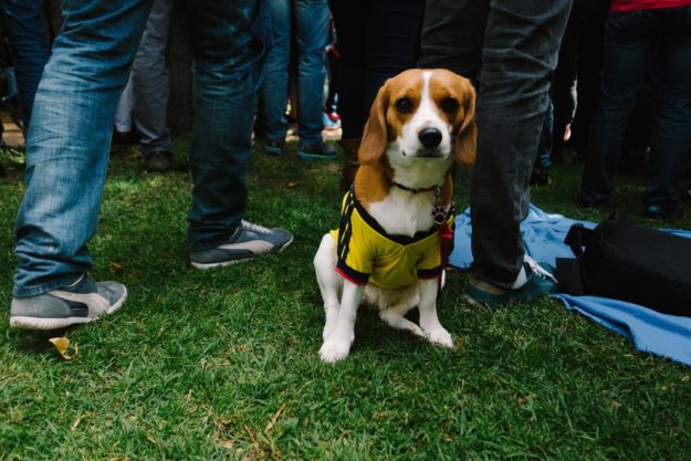 huisdier opnemen in je (levens)testament