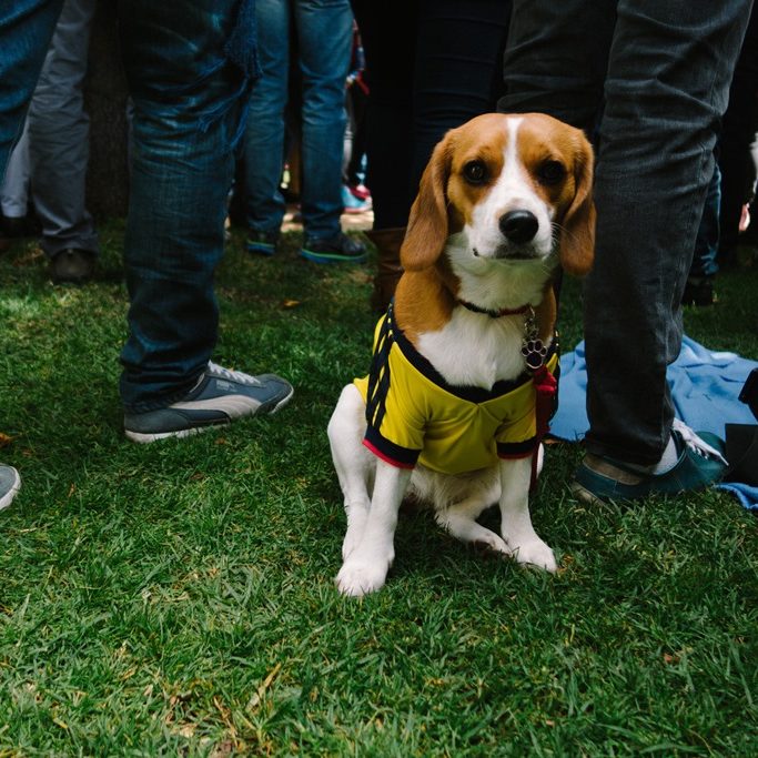 huisdier opnemen in je (levens)testament