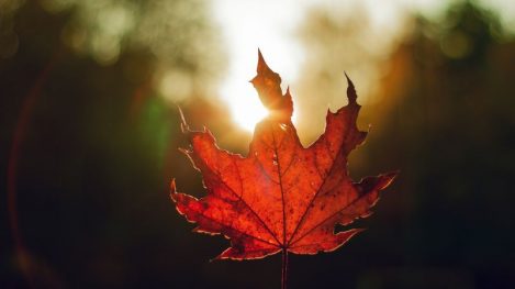 Blog MPR titel Blog MPR titel